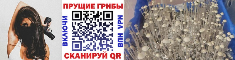 Галлюциногенные грибы Cubensis  продажа наркотиков  Таруса 